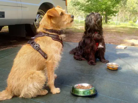 Mascotas Camping Ria de Arosa 2